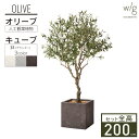 フェイクグリーン 大型 2m 特大 「オリーブL×Cube w/g」 高さ200cm 人工観葉植物 インテリアグリーン プランター