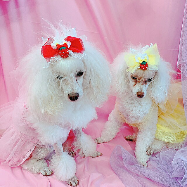 犬 リボン 猫 バレッタリボン オリジナルいちごフリルバレッタリボン アクセサリー りぼん ワンタッチ　ピンク イエロー レッド