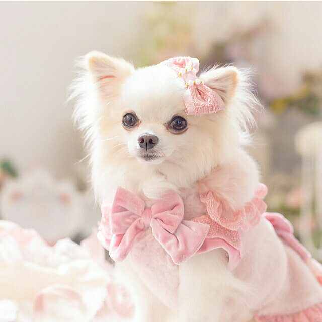 犬 リボン 猫 バレッタリボン アクセサリー りぼん レースグログランCanジェンヌバ...