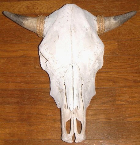 アメリカ直輸入 ウェスタン 雑貨 本物 【カウスカル】 牛頭骨 壁掛け 「45cm×45cm」 牛の頭蓋骨 インテリア カウボーイ インディアン ネイティブアメリカン バイカー ウェスタン ログハウス【バッファロースカル】剥製 FUNNY ファニー アメリカ雑貨 USA雑貨 スカル 頭骨の商品画像 3