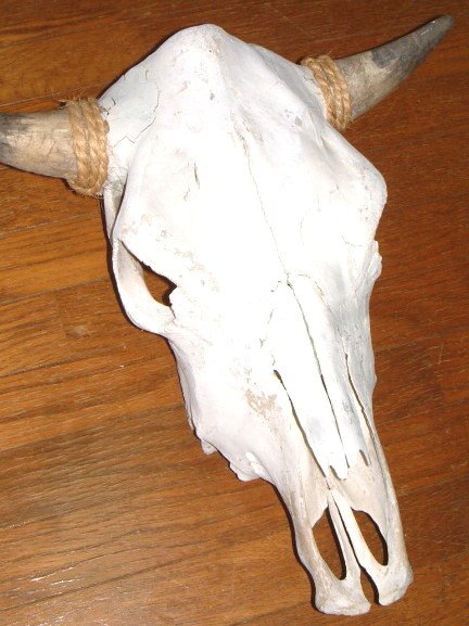 アメリカ直輸入 ウェスタン 雑貨 本物 【カウスカル】 牛頭骨 壁掛け 「45cm×45cm」 牛の頭蓋骨 インテリア カウボーイ インディアン ネイティブアメリカン バイカー ウェスタン ログハウス【バッファロースカル】剥製 FUNNY ファニー アメリカ雑貨 USA雑貨 スカル 頭骨の商品画像 2