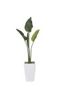 【送料無料】《アートグリーン》《人工観葉植物》光触媒 光の楽園 オ―ガスタ1.75(ポリ製)