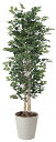 【送料無料】《アートグリーン》《人工観葉植物》光触媒 光の楽園 白樺1.8(幹 天然白樺)