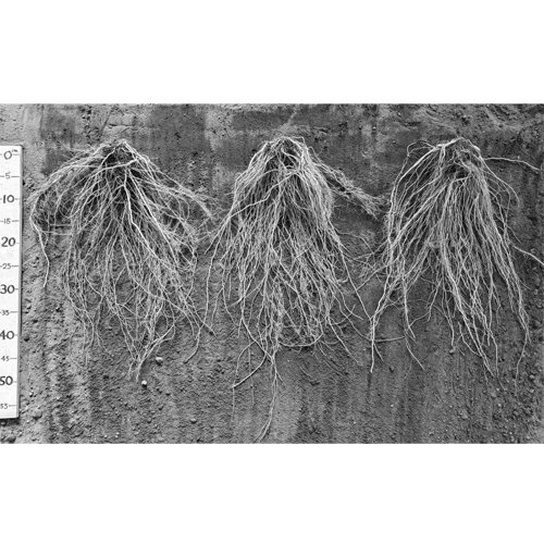 がんばる根サミット 100粒 台木 ダイギ だいぎ 100粒 トマト台木 愛三種苗 【愛三種苗 種 たね タネ 】..