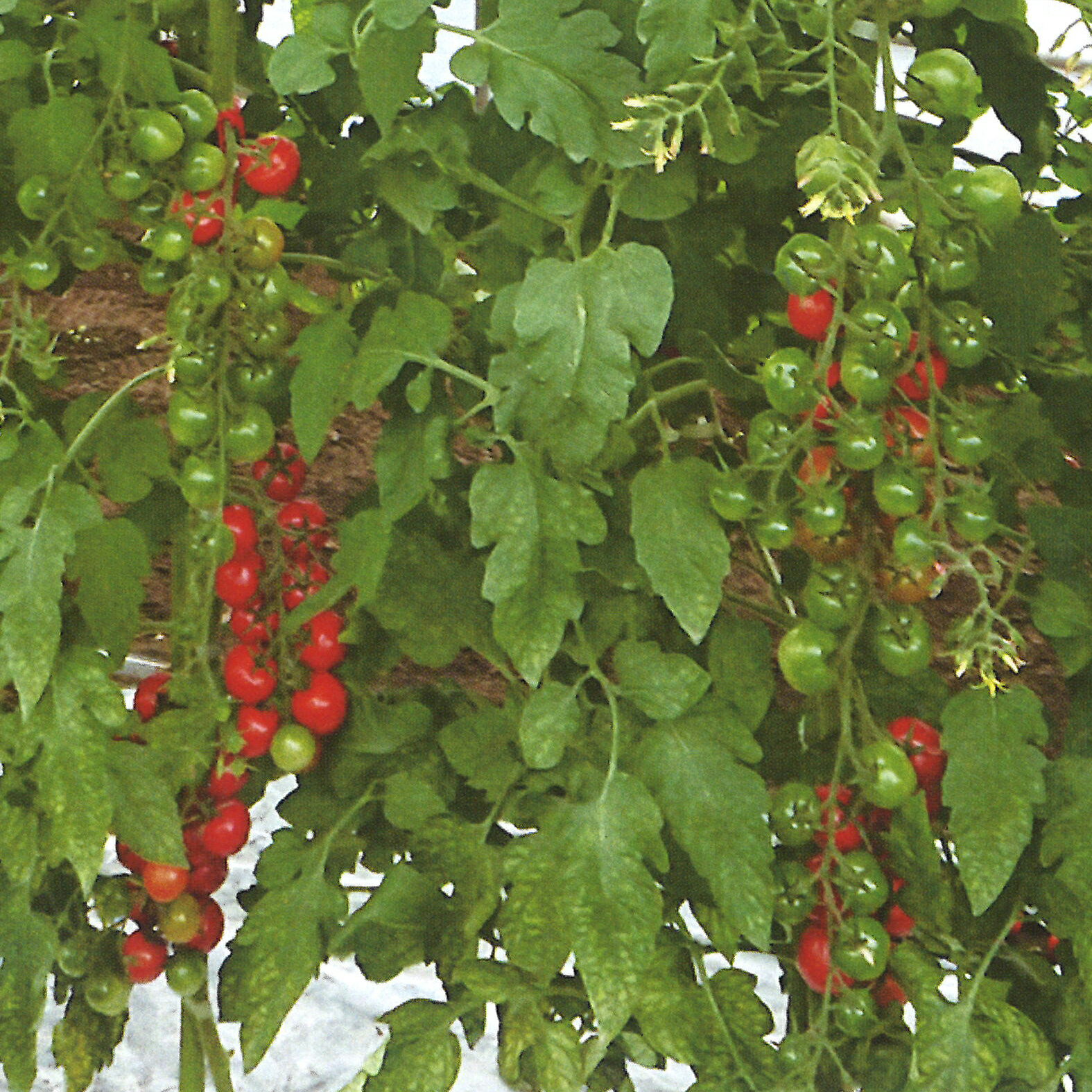 リリカ(AS-374) 100粒 トマト とまと 蕃茄【朝日アグリア 種 たね タネ 】【通常5...