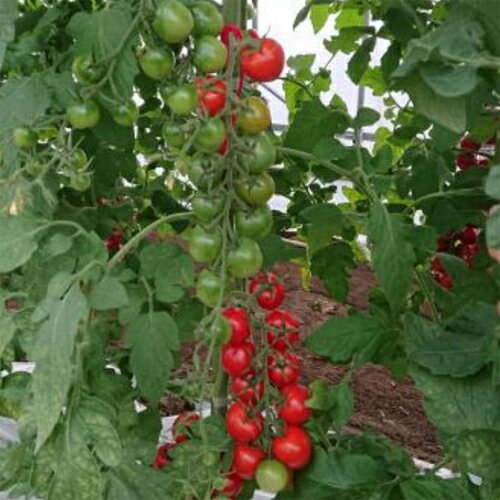 リリカ(AS-374) 1000粒 トマト とまと 蕃茄【朝日アグリア 種 たね タネ 】【通常5...