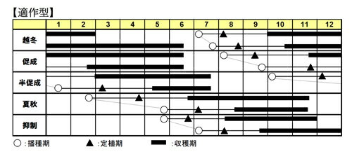 リリカ(AS-374) 1000粒 トマト とまと 蕃茄【朝日アグリア 種 たね タネ 】【通常5...