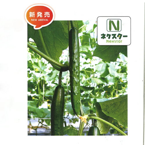 樂天商城 - ネクスター1号改良 350粒 胡瓜 キュウリ きゅうり【朝日アグリア 種 たね タネ 】【通常5倍 5のつく日はポイント10倍対象外商品ポイント3倍固定商品】
