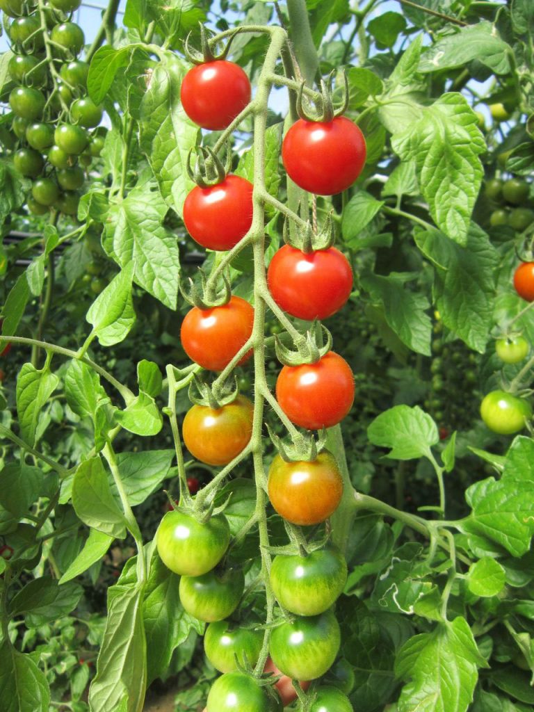 ・長いシングルかダブルの果房が各段とも続くため、樹勢が安定して生産の波が少ない。 ・果実は16〜20gとやや大きめで、ひと作を通じてサイズがほぼ安定。 ・毎回の収穫物の玉揃いも優れる。 ・食味は、糖度が高く酸味もあって個性的。しっかりとした肉質。裂果少なく、低温期にも生産は安定。 ・黄化葉巻をはじめ幅広い病害に抵抗性。 メーカー在庫となります為、流動的となります メーカー確認後、すぐにご用意できない等の場合もございます。その際は予約対応となり別途御連絡させていただきます。申し訳ございませんが、ご了承の程よろしくお願いいたします。こちらは野菜のタネです