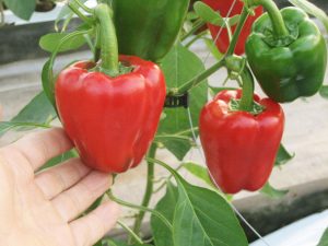 クプラ 500粒 パプリカ 【エンザの種 種 たね タネ】【通常5倍 5のつく日はポイン...