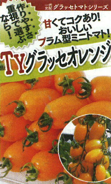 TYグラッセプラス オレンジ 1000粒 トマト とまと 蕃茄【フタバ 種 たね タネ】【通常5倍 5のつく日は..
