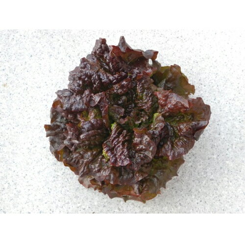 �ϥ�������å� ������L5000γ �쥿���ھ��Ӽ��� �� ���� ���ۡ͡��̾�5�� 5�ΤĤ����ϥݥ����10���оݳ����ʥݥ����3�ܸ��꾦�ʡ�