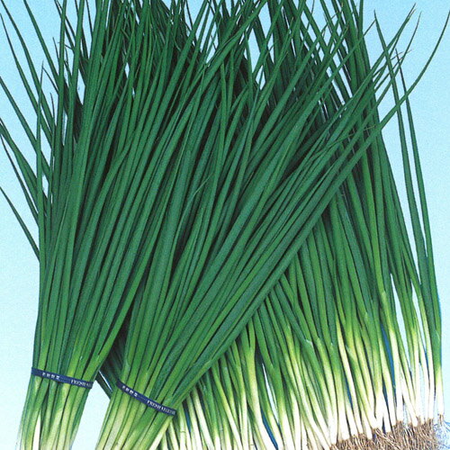 樂天商城 - 黒若 1L 葱 ネギ ねぎ【小林種苗 種 たね タネ】【通常5倍 5のつく日はポイント10倍対象外商品ポイント3倍固定商品】