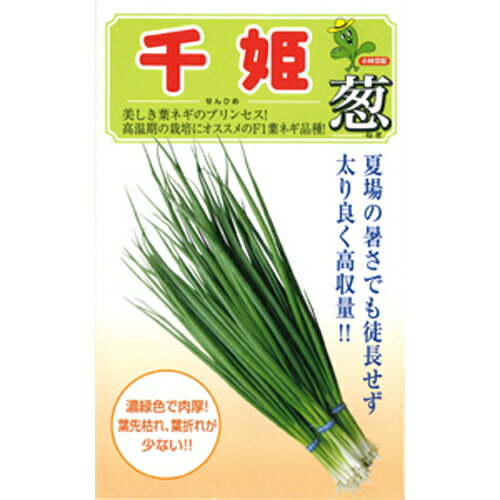 樂天商城 - 千姫 2dl 葱 ネギ ねぎ【小林種苗 種 たね タネ】【通常5倍 5のつく日はポイント10倍対象外商品ポイント3倍固定商品】