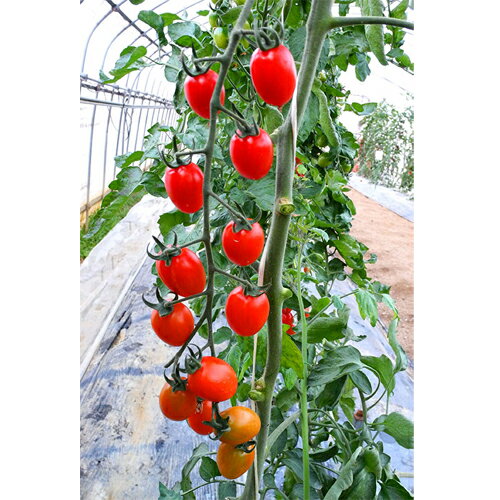 TYプリモルビー(ミニ) 1000粒 トマト とまと 蕃茄【小林種苗 種 たね タネ】【通常...