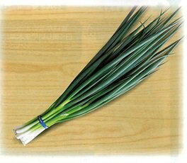 ・耐暑性・耐寒性があり、周年栽培が可能な小〜中葱品種。 ・冬場の低温期においても生育が良い。 ・葉は濃緑色で葉先枯れの発生が少ない。 ・立性で肉厚のためボリュームがある。 メーカー在庫となります為、流動的となります メーカー確認後、すぐにご...