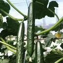 瑞帆 100粒 胡瓜 キュウリ きゅうり【久留米原種育成会 種 たね タネ】【通常5倍 5のつく日はポイント10倍】