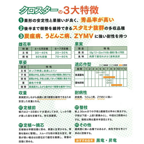 クロスター 100粒 胡瓜 キュウリ きゅうり【久留米原種育成会 種 たね タネ】【通...