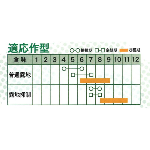 クロスター 100粒 胡瓜 キュウリ きゅうり【久留米原種育成会 種 たね タネ】【通...