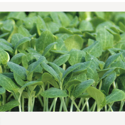 黒竜 350粒 台木 ダイギ だいぎ【久留米原種育成会 種 たね タネ】【通常5倍 5のつく日はポイント10倍】