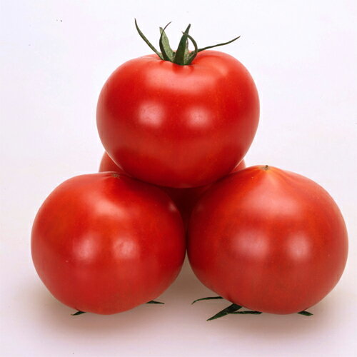 樂天商城 - 甘しずく 100粒 トマト とまと 蕃茄【カネコ種苗 種 たね タネ 】【通常5倍 5のつく日はポイント10倍】