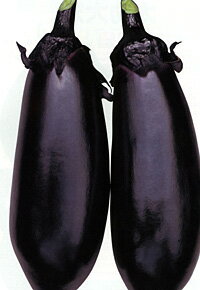 一富士 2000粒 ナス なす 茄子【カネコ種苗 種 たね タネ 】【通常5倍 5のつく日はポイント10倍】