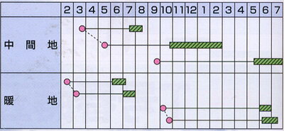 正作(プライミング) 1L 牛蒡 ゴボウ ごぼう【カネコ種苗 種 たね タネ 】【通常5倍...