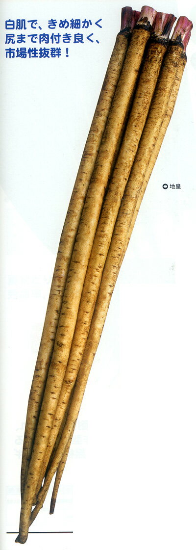 Other - 地皇 1L 牛蒡 ゴボウ ごぼう【カネコ種苗 種 たね タネ 】【通常5倍 5のつく日はポイント10倍】