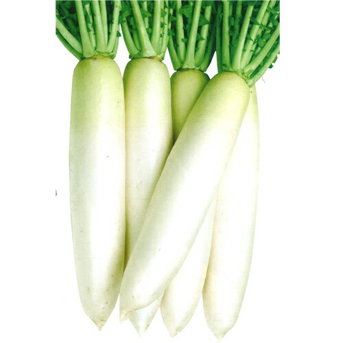 樂天商城 - 順冬（KAD-226）ペレット5000粒 大根 ダイコン だいこん【カネコ種苗 種 たね タネ 】【通常5倍 5のつく日はポイント10倍】