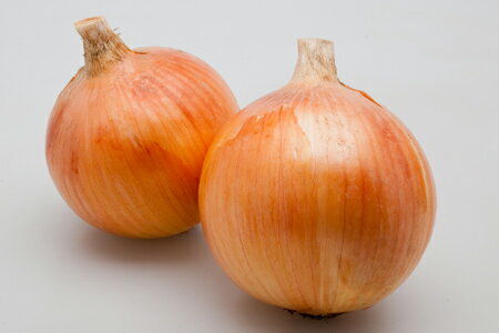 ヒーローZ 2dl 玉ねぎ たまねぎ 玉葱 タマネギ【カネコ種苗 種 たね タネ 】【通常5倍 5のつく日はポイント10倍】