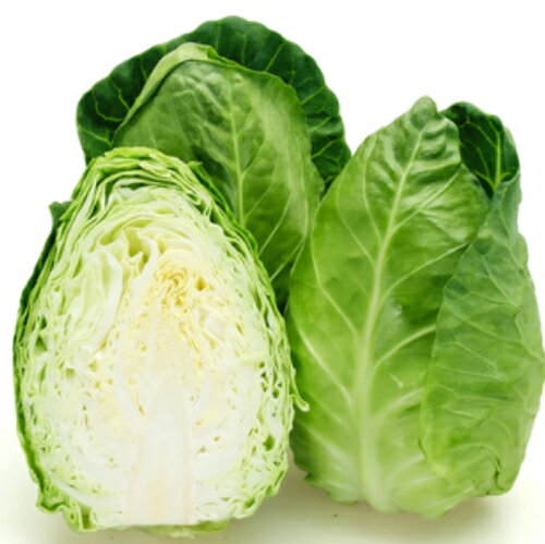 樂天商城 - ユニコーン(KAK-825) 2500粒 キャベツ【カネコ種苗 種 たね タネ 】【通常5倍 5のつく日はポイント10倍】