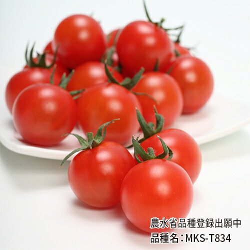 TYみわく(MKS-T834) 1000粒 PVP トマト とまと 蕃茄【ヴィルモランみかど 種 たね タネ】【通常5倍 5のつく日はポイント10倍】