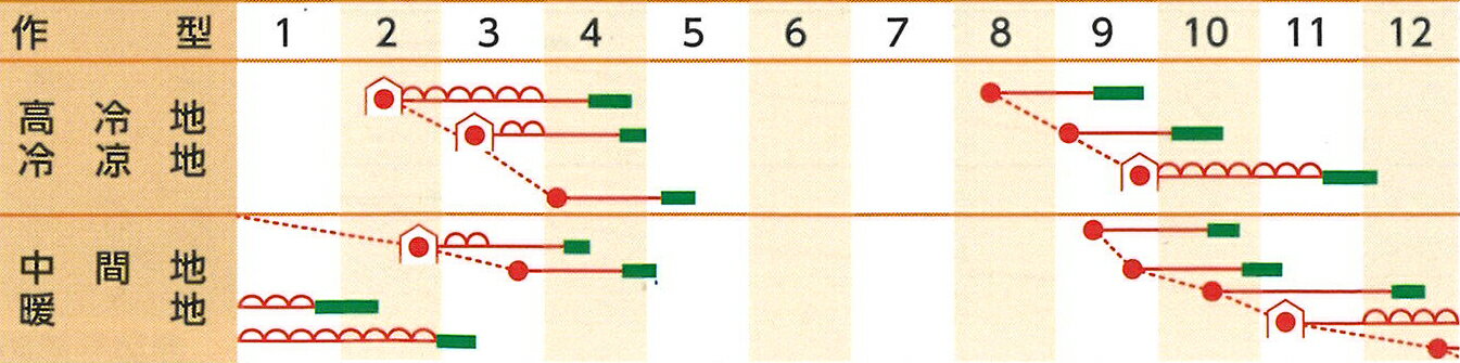 ライトアップ Lサイズ(1L) ほうれん草 法蓮草 ホウレンソウ ほうれんそう 一代交配...