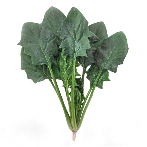 ブラッシュアップ19 M3万粒 ほうれん草 法蓮草 ホウレンソウ ほうれんそう 一代交配【武蔵野種苗 種 たね タネ 】【通常5倍 5のつく日はポイント10倍】