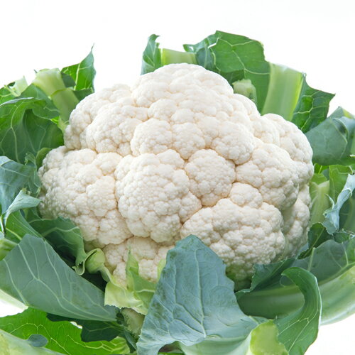雪うらら Lコート5000粒 カリフラワー 武蔵野交配【武蔵野種苗 種 たね タネ 】【通常5倍 5のつく日はポイント10倍】