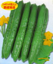 美貴緑地這 350粒 きゅうり 胡瓜 松永交配 【松永種苗 種 たね タネ】【通常5倍 5のつく日はポイント10倍】