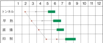 白毛早生枝豆 流氷 1L 枝豆 えだまめ エダマメ 【松永種苗 種 たね タネ】【通常5...