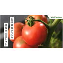 グルメスイート 1000粒 トマト 松永交配 【松永種苗 種 たね タネ】【通常5倍 5のつく日はポイント10倍】