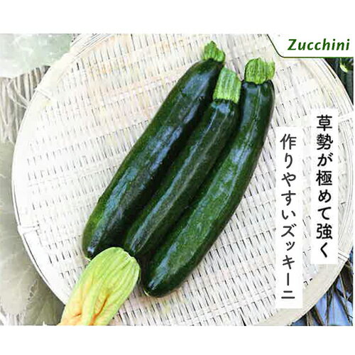 夏秋よしなりZ 100粒 ズッキーニ 松永交配 【松永種苗 種 たね タネ】【通常5倍 5のつく日はポイント10倍】