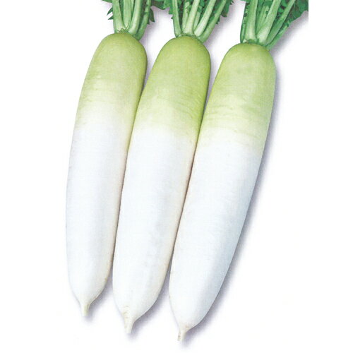 YR夏ぞなえ 8000詰 大根 ダイコン だいこん 宇治交配 【丸種 種 たね タネ】【通常5倍 5のつく日はポイ..