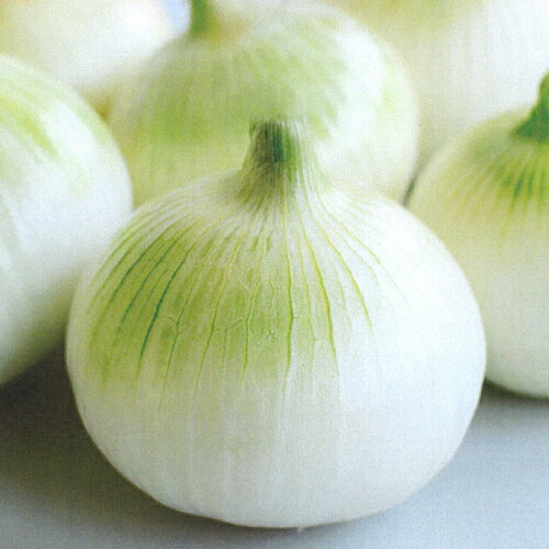 樂天商城 - 極早生そだちFA(新発売) 20ml詰 玉ねぎ たまねぎ 玉葱 タマネギ 宇治交配 【丸種 種 たね タネ】【通常5倍 5のつく日はポイント10倍対象外商品ポイント3倍固定商品】