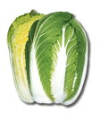 すて黄80 20ml 白菜 ハクサイ はくさい 宇治交配 【丸種 種 たね タネ】【通常5倍 5のつく日はポイント10倍対象外商品ポイント3倍固定商品】