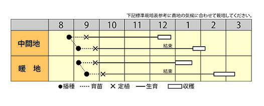 すて黄90 コート5000粒 白菜 ハクサイ はくさい 宇治交配 【丸種 種 たね タネ】【...