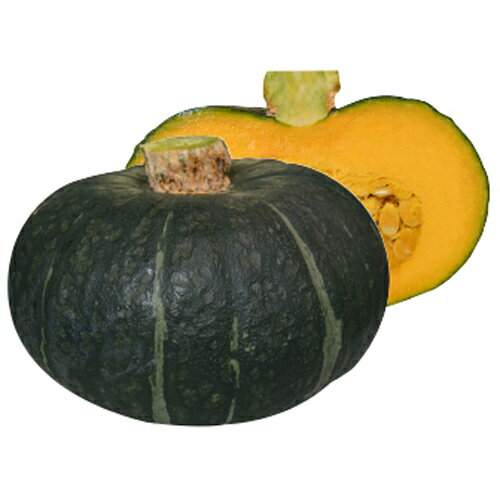 くりリッチ 100粒 南瓜 カボチャ かぼちゃ【丸種 種 たね タネ】【通常5倍 5のつく...