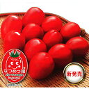 なつめっ娘Rクリスピー 100粒 トマト とまと 蕃茄 宇治交配 【丸種 種 たね タネ】【通常5倍 5のつく日はポイント10倍対象外商品ポイント3倍固定商品】