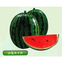 夏の姫まくら 200粒 スイカ すいか 西瓜【丸種 種 たね タネ】【通常5倍 5のつく日はポイント10倍対象外商品ポイント3倍固定商品】