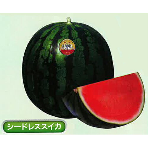 ほお晴れプレミアム 100粒 スイカ すいか 西瓜【丸種 種 たね タネ】【通常5倍 5のつく日はポイント10倍対象外商品ポイント3倍固定商品】