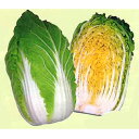 春すて黄 20ml 白菜 ハクサイ はくさい 宇治交配 【丸種 種 たね タネ】【通常5倍 5のつく日はポイント10倍対象外商品ポイント3倍固定商品】