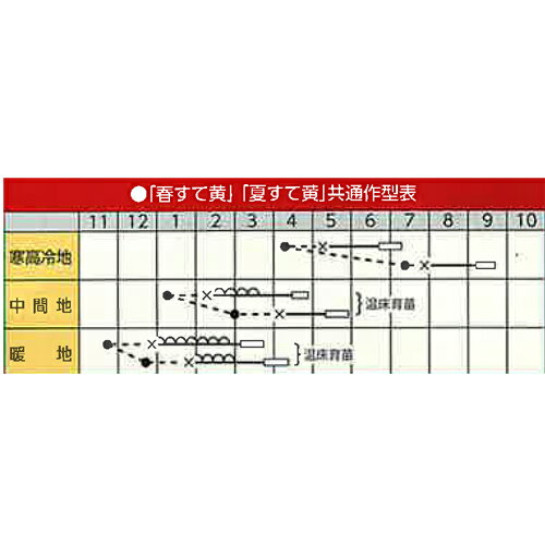 春すて黄 コート5000粒 白菜 ハクサイ はくさい 宇治交配 【丸種 種 たね タネ】【...