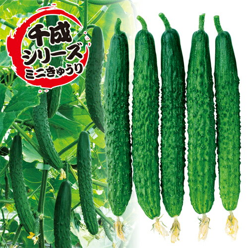カリット四葉 500粒 胡瓜 キュウリ きゅうり 【中原採種場 種 たね タネ 】【通常5倍 5のつく日はポイ..